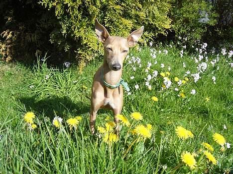 Whippet E.T. billede 11