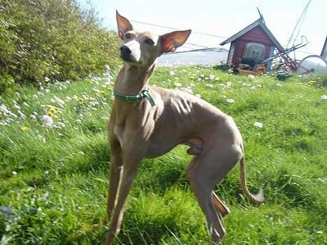 Whippet E.T. billede 12