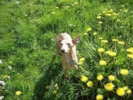 Whippet E.T. billede 13