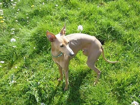 Whippet E.T. billede 14