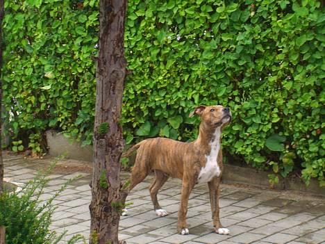 Amerikansk staffordshire terrier Chico - Taget den 25 juli, Chico 4½ mdr gammel... billede 1