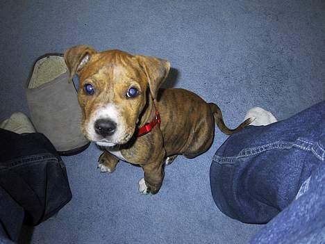 Amerikansk staffordshire terrier Chico - Se mig - 8 uger gammel... billede 2