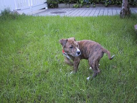 Amerikansk staffordshire terrier Chico - 8 uger gammel.... billede 3