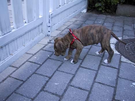 Amerikansk staffordshire terrier Chico - 8 uger gammel igen... :) billede 4