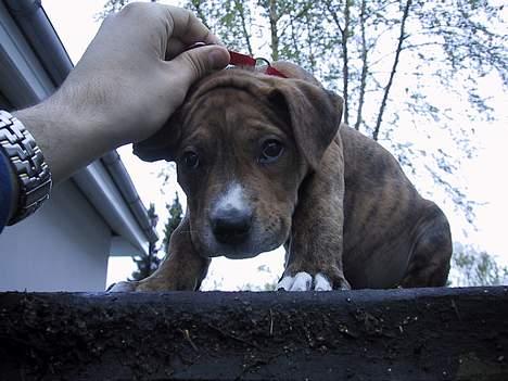 Amerikansk staffordshire terrier Chico - Lille chico ovenpå garagen :) 8 uger... billede 5
