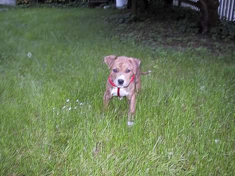 Amerikansk staffordshire terrier Chico - Meget lille Chico...8 uger gammel....Igen.. :) billede 6
