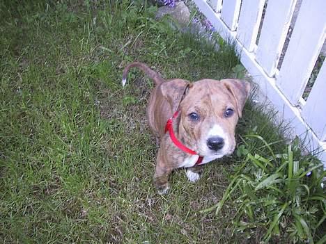 Amerikansk staffordshire terrier Chico - 8 uger... billede 7