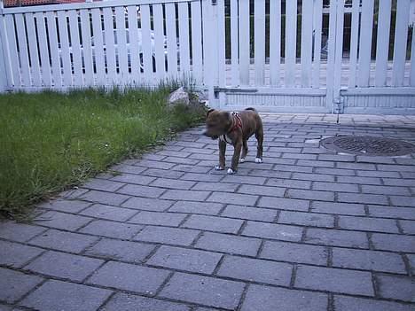 Amerikansk staffordshire terrier Chico - 8 uger.. billede 8