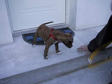 Amerikansk staffordshire terrier Chico - 8 uger, så trappen....Er han ikk bare lille? :) billede 9