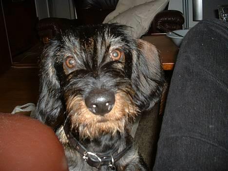 Gravhund Maximilian - Hallo? billede 1