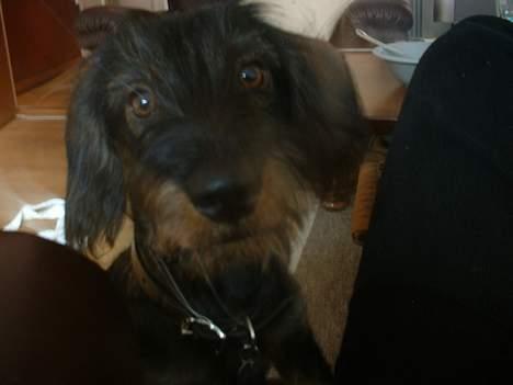 Gravhund Maximilian billede 2