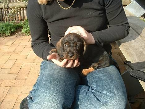 Gravhund Maximilian - Ca. 6 uger gammel billede 3