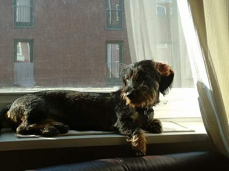 Gravhund Maximilian - Favoritpladsen i vinduet billede 4