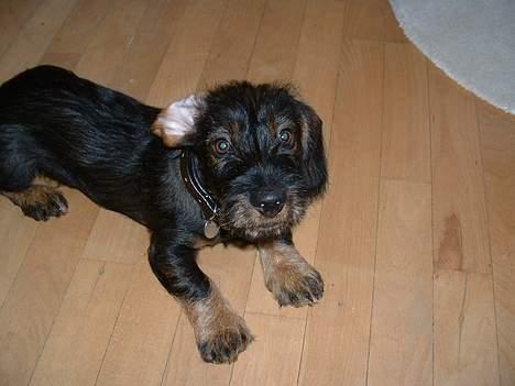 Gravhund Maximilian billede 5