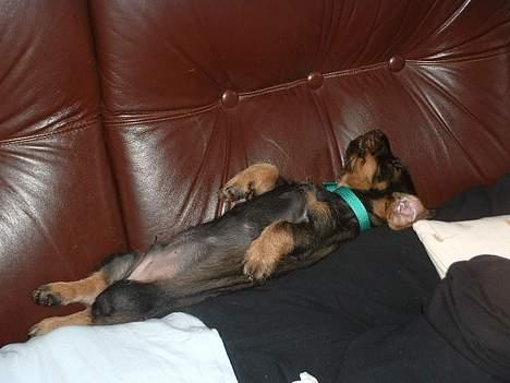 Gravhund Maximilian billede 7