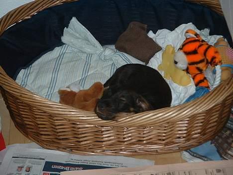 Gravhund Maximilian - Lige kommet "hjem" billede 8