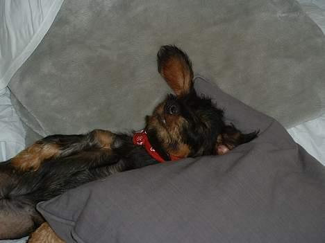 Gravhund Maximilian billede 9