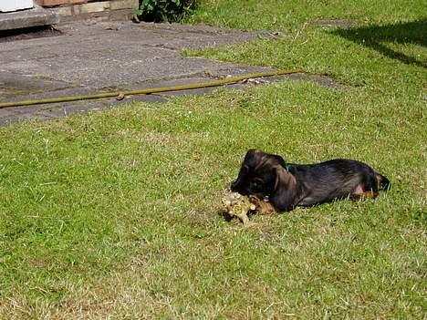 Gravhund Maximilian billede 10