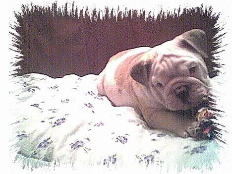 Engelsk bulldog Rambo Millefiori billede 4