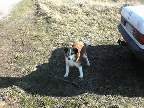 Blanding af racer Bobbi *død 27 April 07* - Så skal der sku løbes en tur på stranden med far.. billede 3