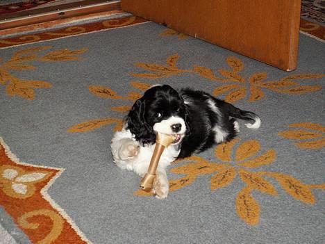 Amerikansk cocker spaniel Zorro - Kæmpe kødben billede 9