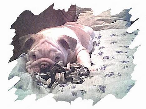 Engelsk bulldog Rambo Millefiori billede 5