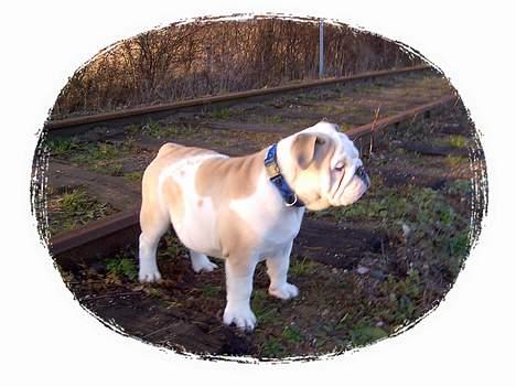 Engelsk bulldog Rambo Millefiori billede 6