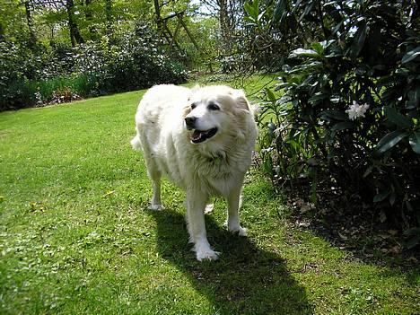 Siberian husky / labrador Luna billede 15
