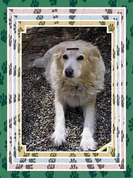 Siberian husky / labrador Luna - På hovedet.. :p  Luna venter.. billede 16