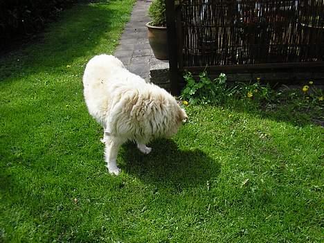 Siberian husky / labrador Luna - Leder efter godbider jeg har gemt...  billede 17