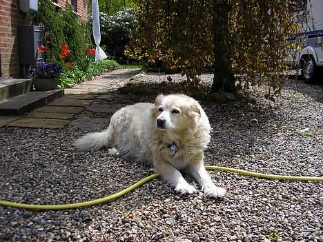 Siberian husky / labrador Luna - Nyder solen.. :p billede 19