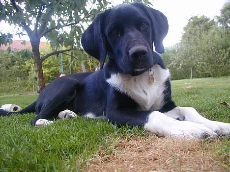 Blanding af racer Simba  <3 - Han er vist kun 1år der omkring.  =) billede 11