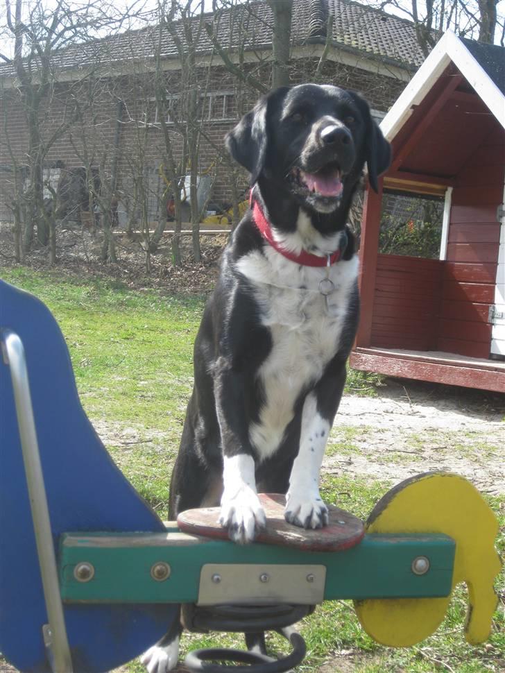 Blanding af racer Simba  <3 - På legepladsen, han gynger på hesten :D billede 12