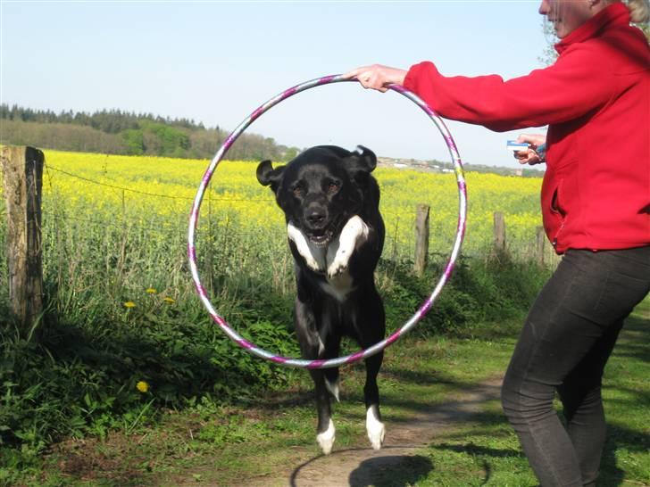 Blanding af racer Simba  <3 - Spring ! :D 1. maj 2009 billede 2
