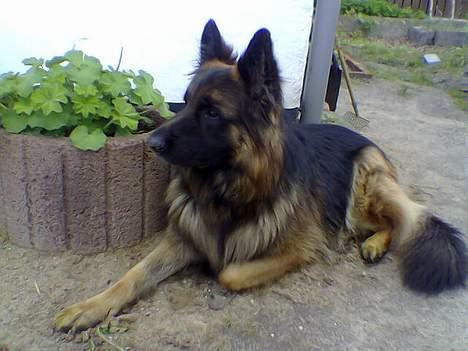 Schæferhund Bamse Heok´s Marko RIP - slapper lige lidt af  billede 11
