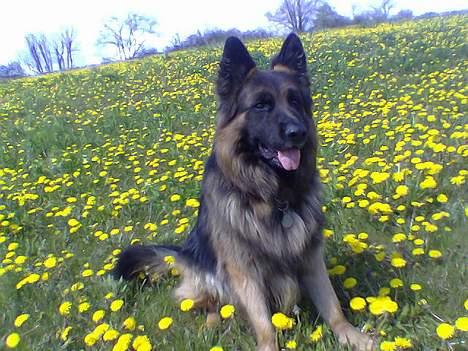 Schæferhund Bamse Heok´s Marko RIP billede 12