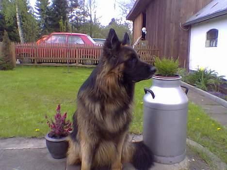 Schæferhund Bamse Heok´s Marko RIP billede 13