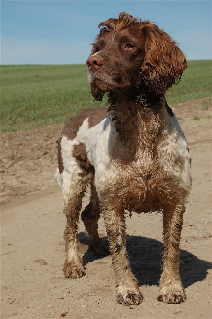 Engelsk springer spaniel Ciago - 2007
 billede 1