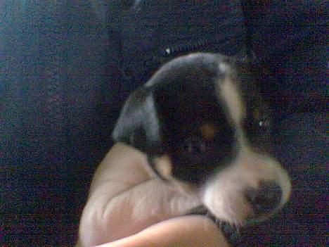 Blanding af racer milo - (4 uger gammel) billede 10