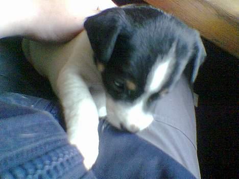 Blanding af racer milo - mums (4 uger gammel) billede 11