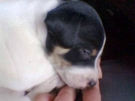 Blanding af racer milo - elsker at sove godt puttet ved min nye moar (4 uger gammel) billede 12