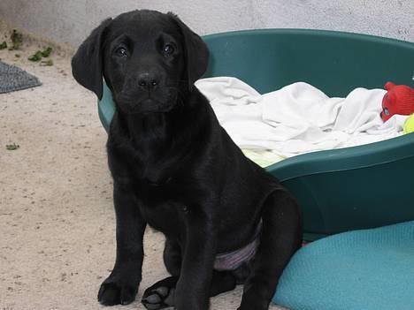 Labrador retriever Nemo billede 1