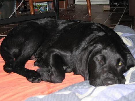 Labrador retriever Nemo billede 2