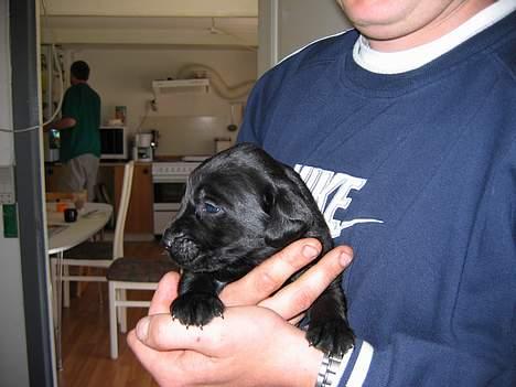 Labrador retriever Nemo - Her er han tre uger gammel  billede 3