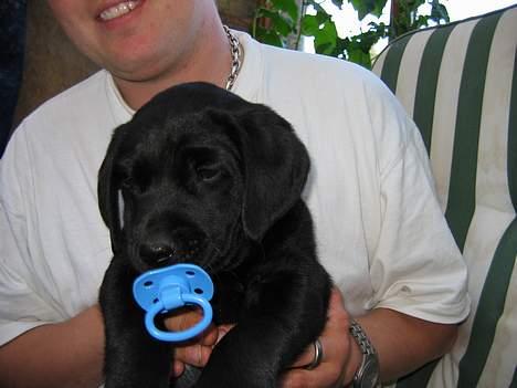 Labrador retriever Nemo billede 4