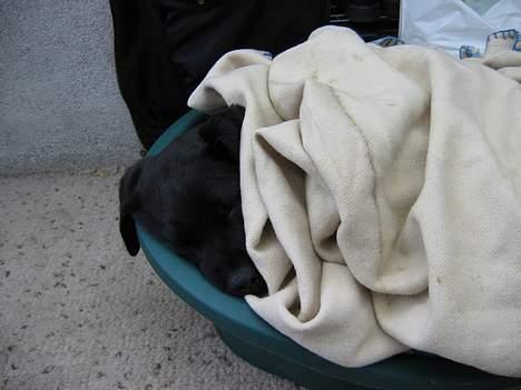 Labrador retriever Nemo - Han elsker at putter under tæpper og dyner billede 5