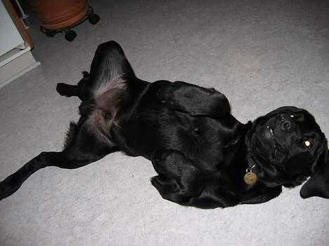 Labrador retriever Nemo - her spiller han død billede 6