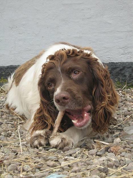 Engelsk springer spaniel Ciago billede 2