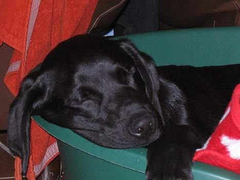Labrador retriever Nemo billede 7