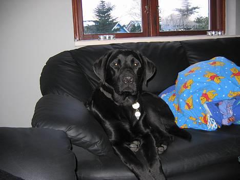 Labrador retriever Nemo billede 8